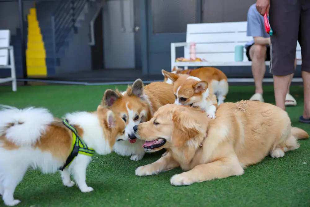 Affordable Dog Daycare in Jacksonville What to Look For