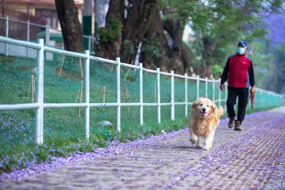 Best Dog Walking Routes and Dog Parks in Jacksonville