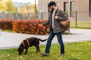 How Often Should Your Dog Be Walked A Jacksonville Owner's Guide