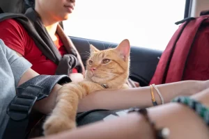 How to Care for a Cat with Special Needs While You Travel