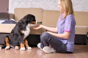 How to Introduce Your Dog to a New Pet Sitter