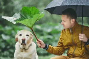 Hurricane Season Pet Safety Tips for Jacksonville Pet Owners
