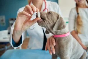 Medication Administration for Pets Why It Matters