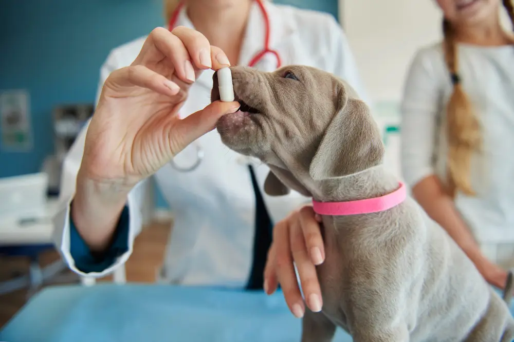 Medication Administration for Pets Why It Matters
