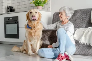 Senior Dog Care at Home in Jacksonville What You Need to Know