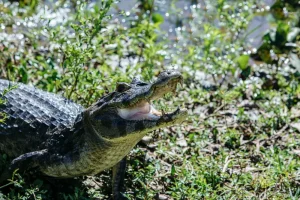 Alligator Awareness for Jacksonville Dog Owners and Walkers