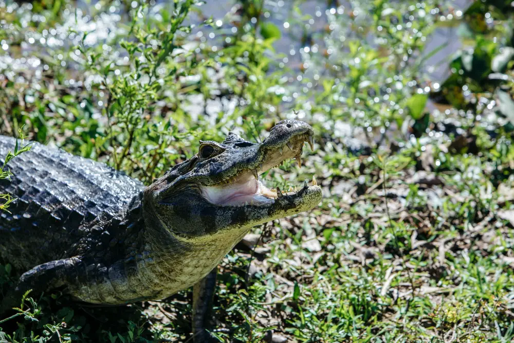 Alligator Awareness for Jacksonville Dog Owners and Walkers