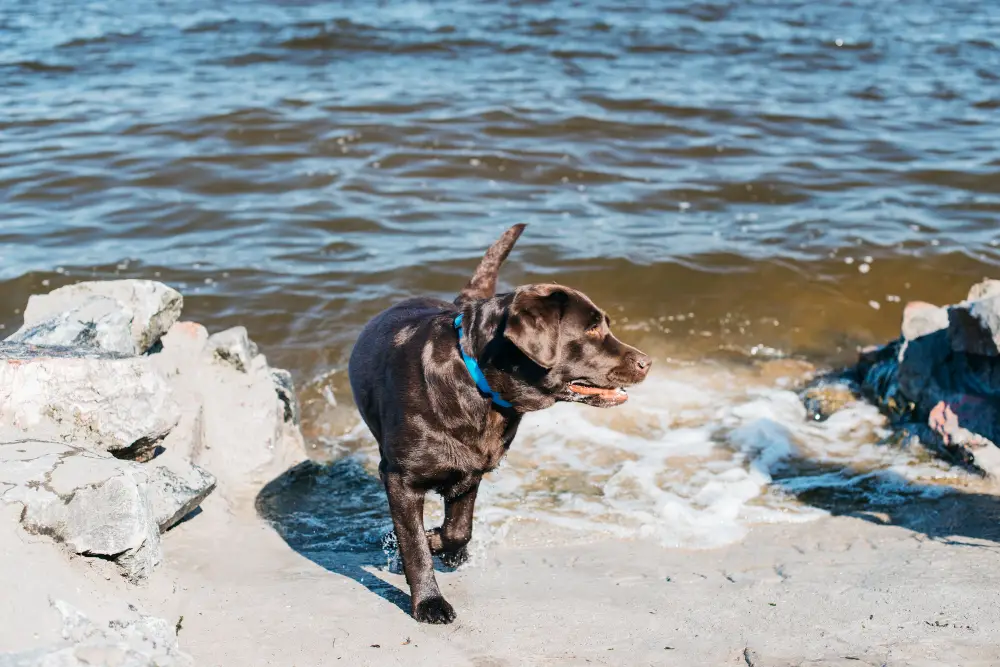 Brachycephalic Dogs in Florida A Humidity and Heat Survival Guide