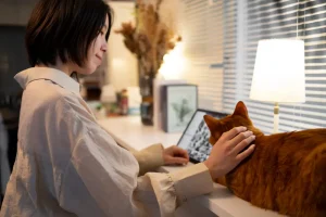 Diabetic Cat Care During Your Trip A Sitter Briefing Guide