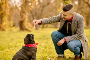 Dog Behavior and Training A Jacksonville Owner’s Complete Guide