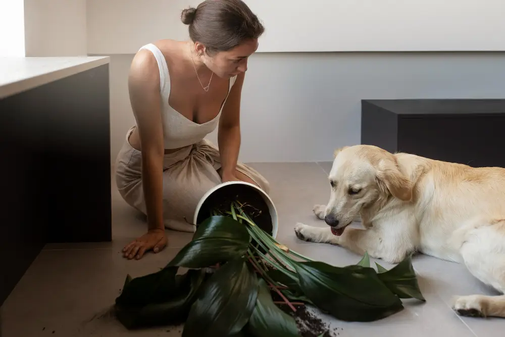 Dog Destructive Behavior When Alone Diagnosis and Solutions