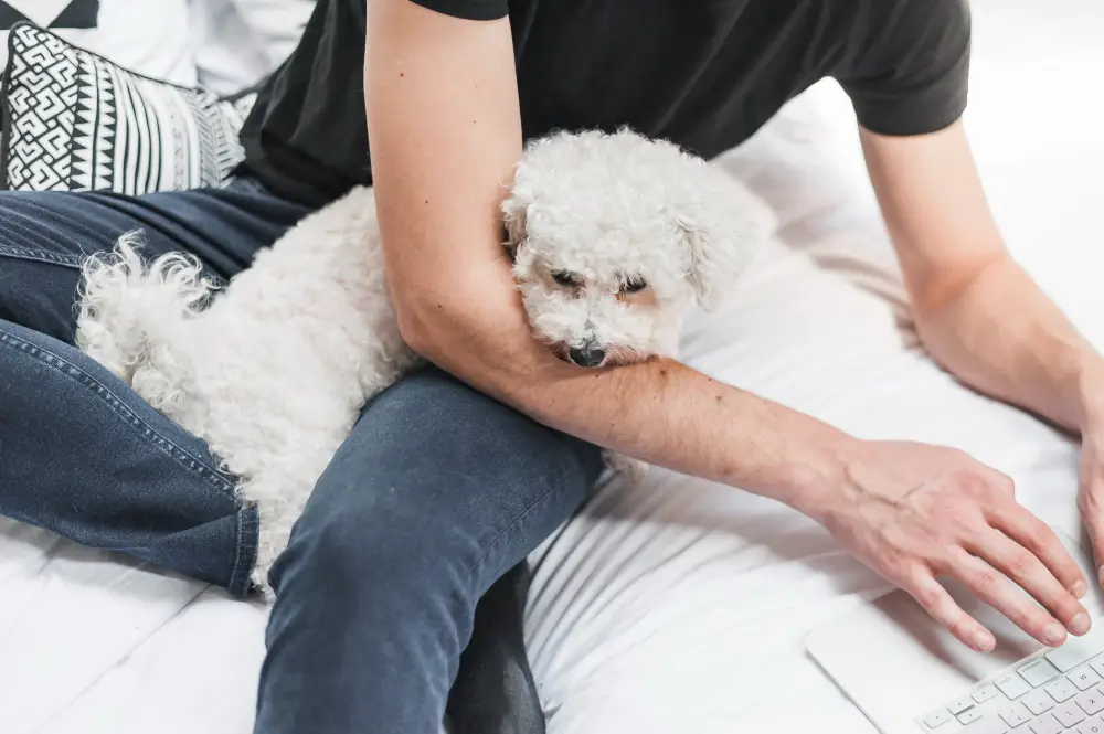 Dog Separation Anxiety A Long-Term Treatment Guide
