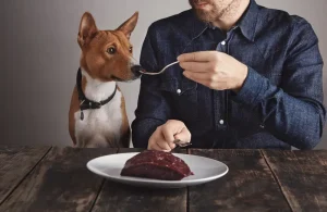 Dog Will Not Eat for the Sitter Why and What to Do