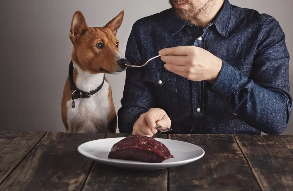 Dog Will Not Eat for the Sitter Why and What to Do