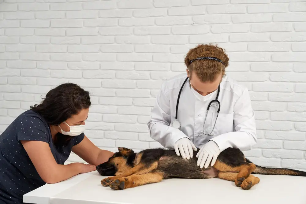 ER Vet vs Regular Vet A Symptom-by-Symptom Decision Guide