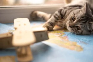 Indoor Cat Enrichment Setup While You Are Traveling