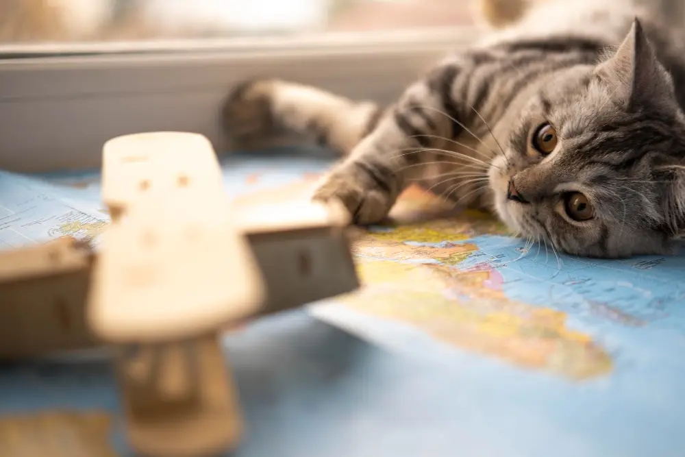 Indoor Cat Enrichment Setup While You Are Traveling