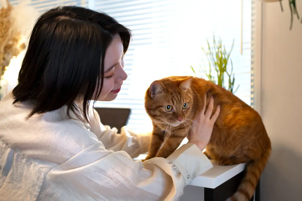 Jacksonville Cat Care A Complete Owner’s Guide
