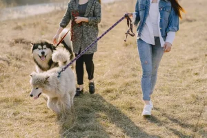 Leash Reactive Dog in Jacksonville Training Plus Walker Selection