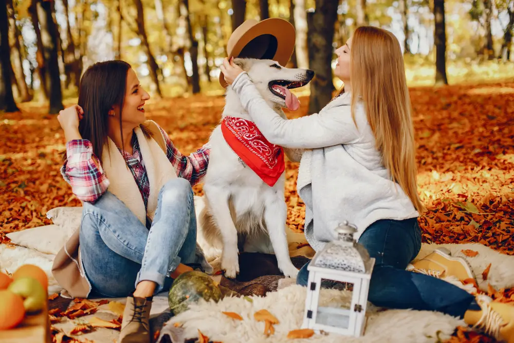 Lovebug Season and Your Dog A Florida Safety Guide