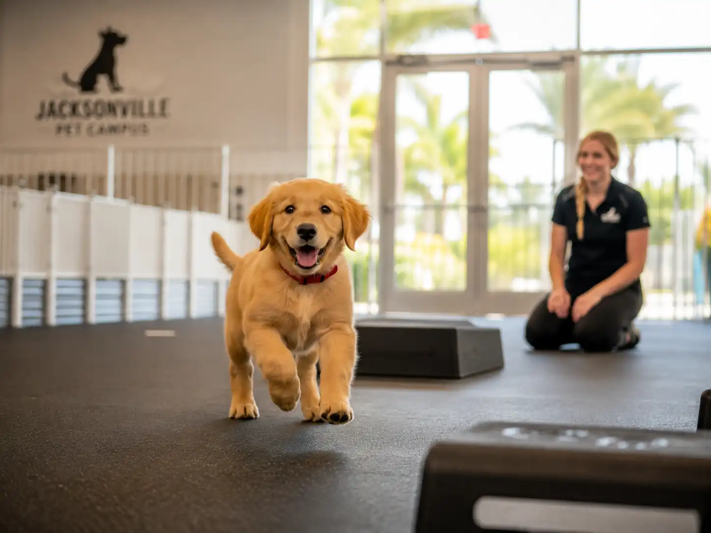 When Can My Puppy Start Daycare? A Jacksonville Owner’s Timeline