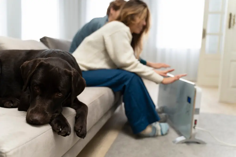 Separation Anxiety in Dogs How Daily Visits Actually Reduce Destructive Behavior